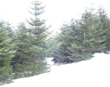 20-forest-route.jpg (53828 bytes)