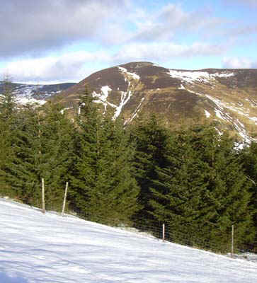 21-forest-view.jpg (66511 bytes)