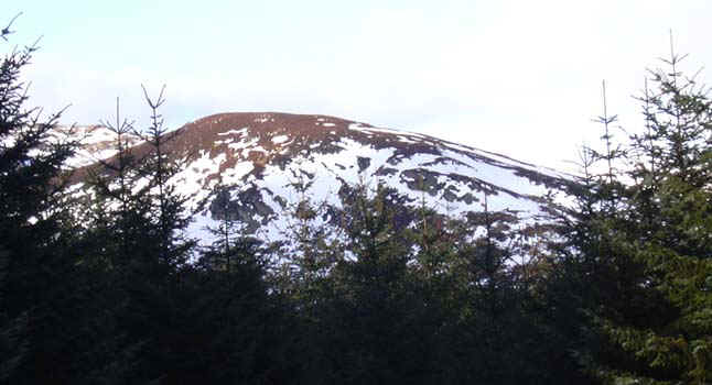 22-forest-view2.jpg (70959 bytes)