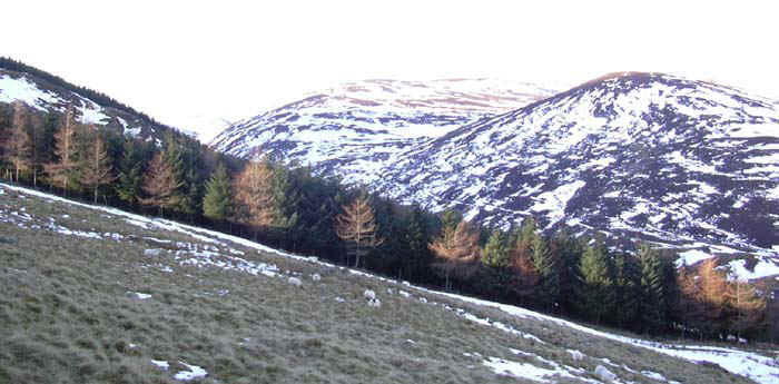 25-forest-view3.jpg (88803 bytes)