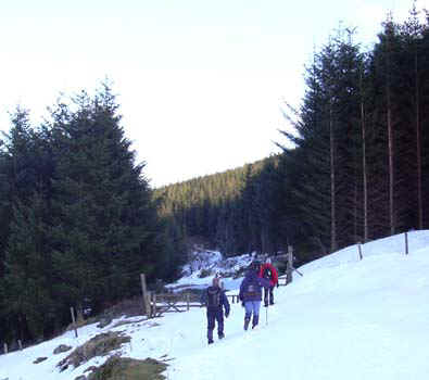 27a-forest-trail.jpg (52956 bytes)
