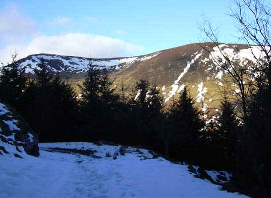 33-forest-trail.jpg (68241 bytes)