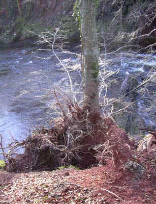 w-edzell0013.jpg (82101 bytes)
